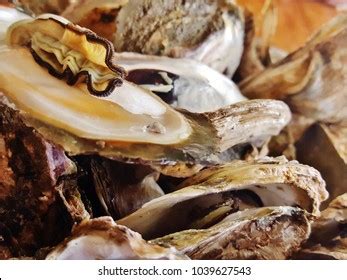 18 Talaba Images, Stock Photos & Vectors .